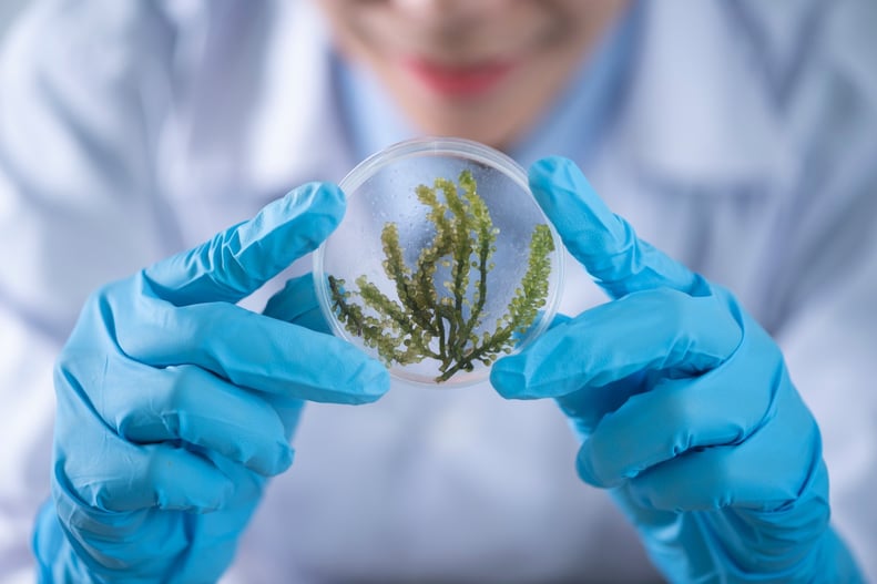 estudante de ciencias biologicas analisando amostra