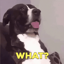 cachorro-com-expressao-what